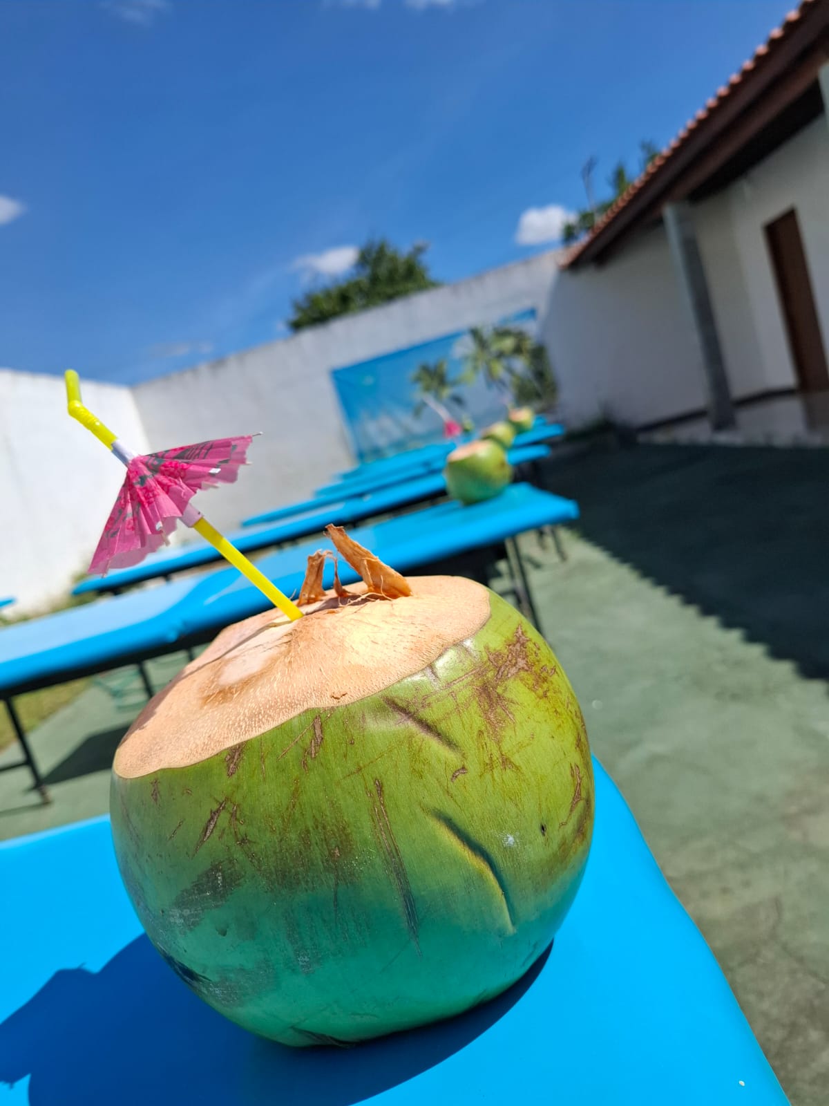 Coco verde com guarda-chuva